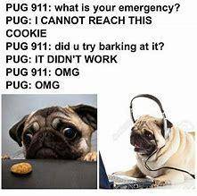 How many pugs do you think is in the world at this moment? A. 20 B. 1,000 C. 5,905 D. not that much