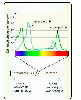 Which phrase best describes what this graph demonstrates? This graph shows that chlorophyll a absorb