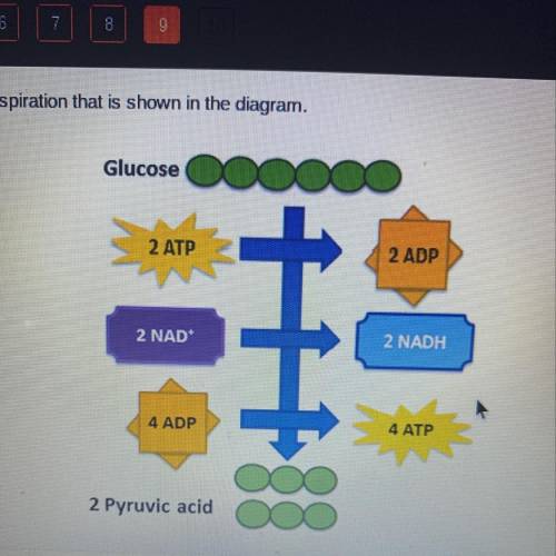 What is the net ATP production at this stage of cellular respiration? 2 ATP 4 ATP 32 ATP 36 ATP