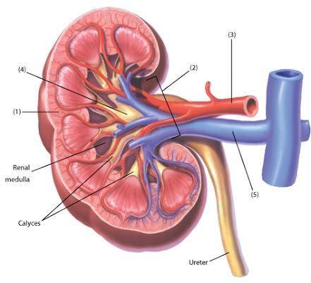 Please answer it i will give brainlist and 30 points Label the structure of the human kidney.