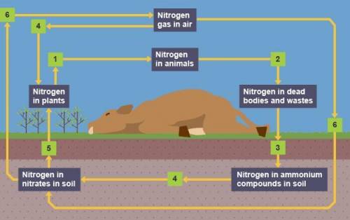 The diagram below shows part of the nitrogen cycle.Which stage is decomposition? * A.2 B.3 C.4