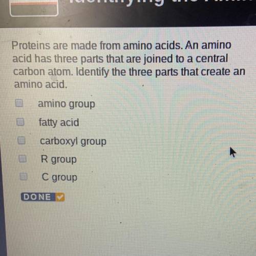 What are three parts that create an amino acid
