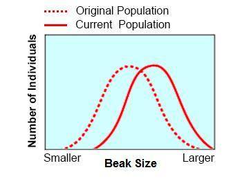 A particular population of bird exhibits variation in beak size. Several years ago, a change occurre