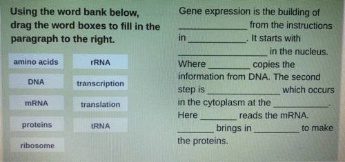 Gene Expression word bank! Help please!!