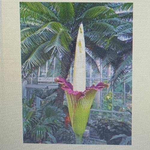Do you think the corpse flower’s smell meets the definition of an adaptatation as stated in the vid
