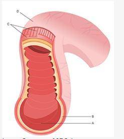 Based on the diagram above, which layer allows the intestines to undergo peristalsis? A the mucosa