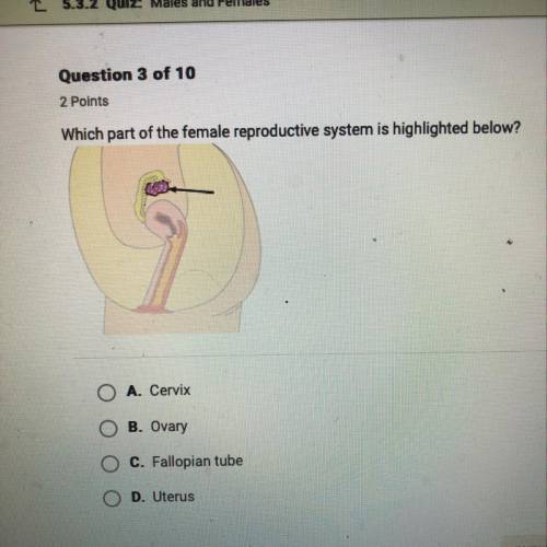 Which part of the female reproductive system is highlighted below? A. Cervix B. Ovary O O C. Fallop