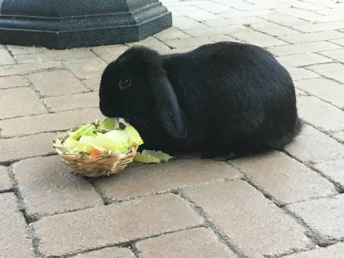 My bunny eating his