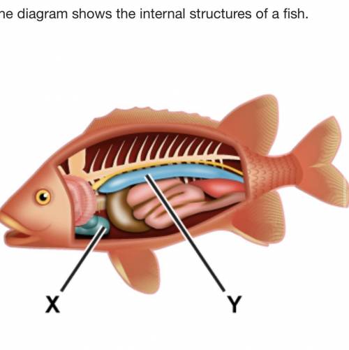 Which labels best complete the diagram?

X: Two-chambered heart
Y: Swim bladder
X: Single-chambere