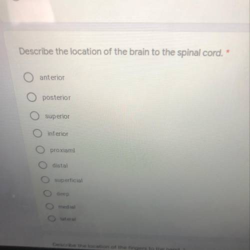 Describe the location of the brain to the spinal cord