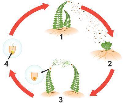 The diagram shows the life cycle of a fern.

Which labels belong in the areas marked 1 and 3?
1 -