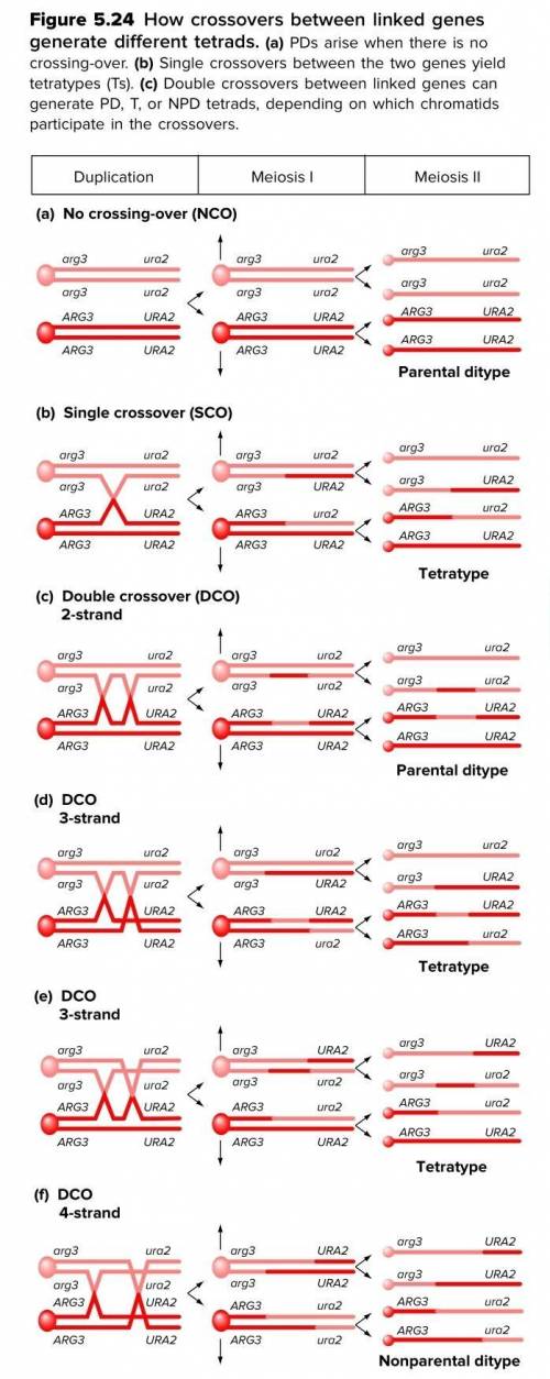 This problem leads you through the derivation of a corrected equation for RF in yeast tetrad analys