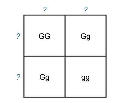 he Punnett square shows the possible genotype combinations for the offspring of two parents. What a