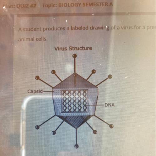 A student produces a labeled drawing of a virus for a presentation. The student states that the cap