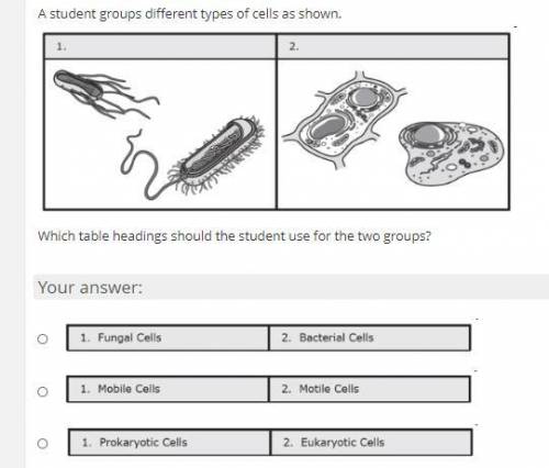 A student groups different types of cells as shown. Which table headings should the student use for