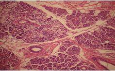Review the image below. What is the function of this type of human tissue? binding organs and tissu