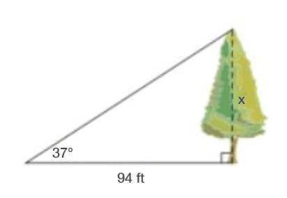 URGENT Find the height, x, of the tree. A) 124.74 ft B) 70.83 ft C) 111