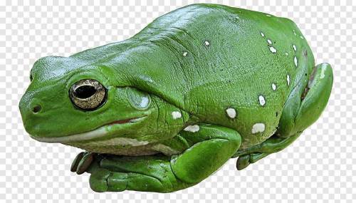 Is this a frog or a toad?