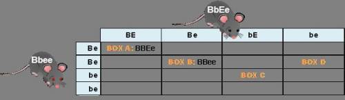 In boxes A and B, the genotypes are shown for you. You need to determine the phenotypes. In boxes C