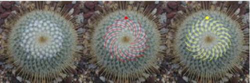 There are 13 left handed and 21 right handed spirals on the cacti in the photograph. What is specia