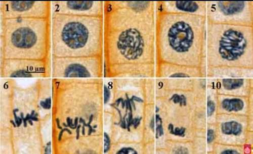 Label the stages of mitosis for every image (1-10) I will mark brainliest:)