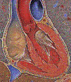 PLEASE HURRY TEST IS TIMED!!!

The picture below accurately depicts a healthy heart. The left vent