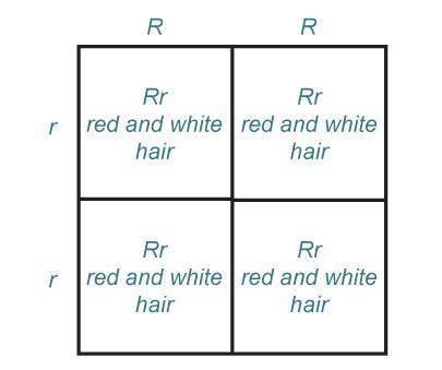 The Punnett square shows the results when two parent cows are crossed.

R represents the allele fo