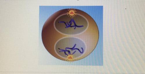 What phase of mitosis is shown in the diagram below?

O A. Prophase
O B. Telophase
O C. Metaphase