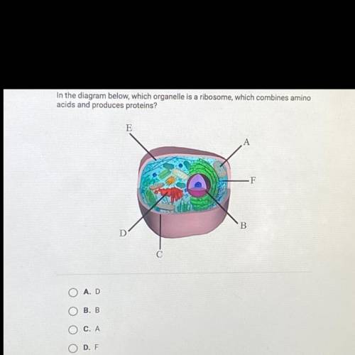In the diagram below, which organelle is a ribosome, which combines amino acids and produces protei