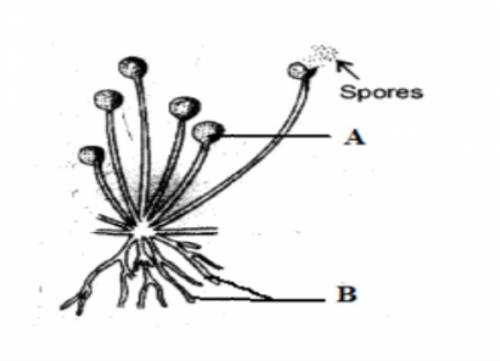 Label parts A and B in this picture of saprophytes (fungi)