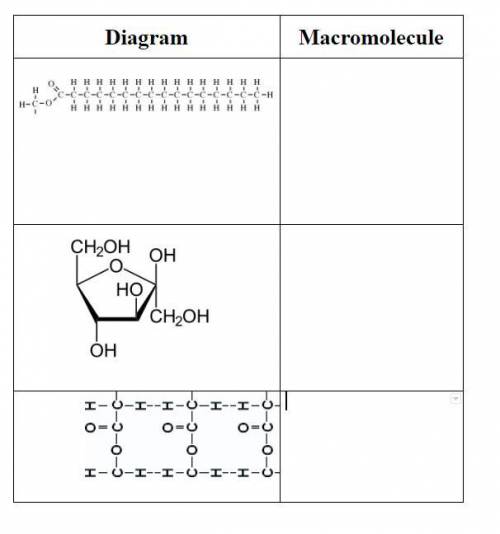 Identify monomers and describe the function for all macromolecules