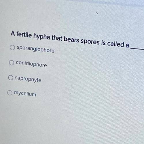A fertile hypha that bears spores is called a