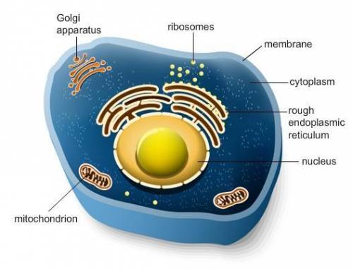 The diagram shows a model of an animal cell. Explain how you’d modify the model to show the structu