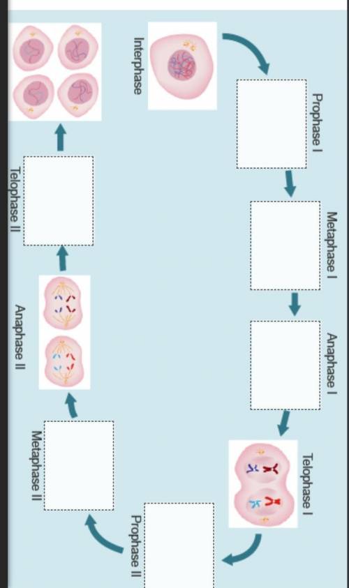 Match each image to the correct step of meiosis?science
