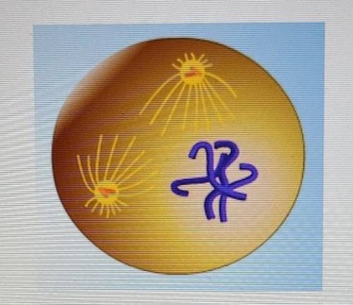 What phase of mitosis is shown in the diagram below?

☆  A. Anaphase  B. Telophase C. Metaphase D.