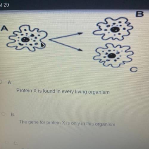 The diagram below represents a single celled organism a dividing by mitosis to form so I will be in