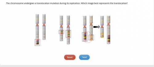 The chromosome undergoes a translocation mutation during its replication. Which image best represen