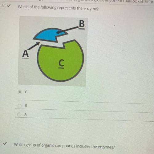 Which of the following represents the enzyme?