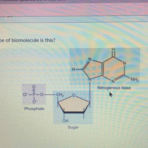 What type of bio molecule is this? help!