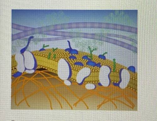 PLEASE HELP!!! The diagram below represents the structure of the plasma membrane. How would the exc