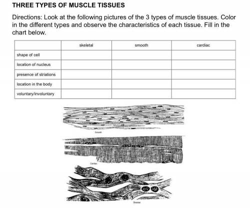 THREE TYPES OF MUSCLE TISSUES

Directions: Look at the following pictures of the 3 types of muscle