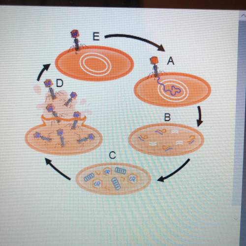 Identify the steps of the lytic cycle.