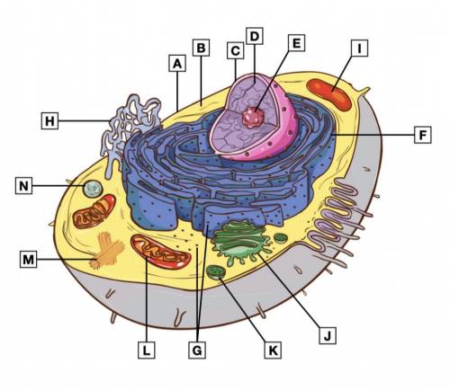 Can someone please help me label these parts of animal cell