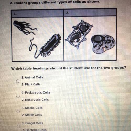 A student groups different types of cells as shown.

Which table headings should the student use f
