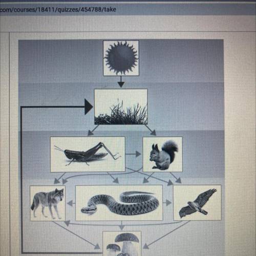 If we removed the wolf, Snake,and hawk from this food web , What best explains the impact it would