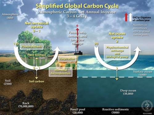 According to the Carbon Cycle Diagram, the net annual increase in atmospheric carbon is 4 Gigatons