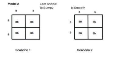After making observations of the offspring in both Punnett squares, which Punnett square represents