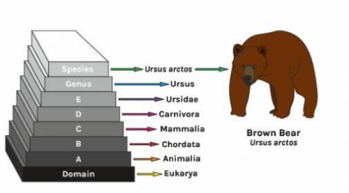 65 POINTS 

The diagram shows the complete classification for the brown bear. Th