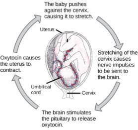 2. A model of the action of oxytocin in the bloodstream during labor and delivery is shown below.