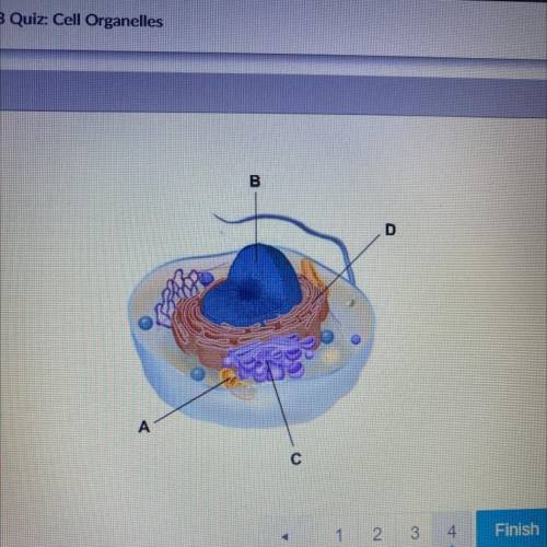 Examine the illustration.

Which structure in the cell contains the cell's genetic
information?
A